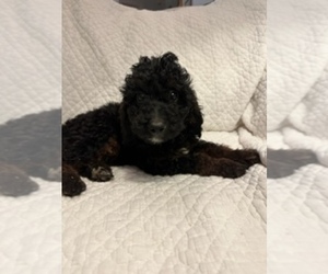 Poodle (Miniature) Puppy for sale in FREDERICKSBURG, VA, USA