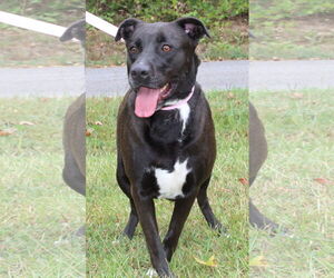 Mutt Dogs for adoption in Prattville, AL, USA