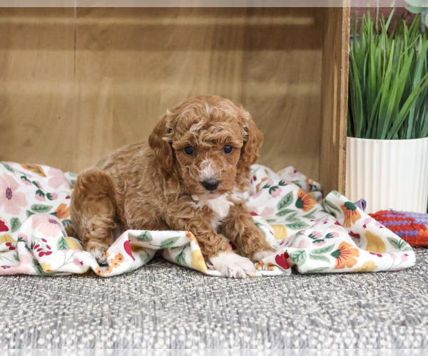 Medium Photo #5 Poodle (Miniature) Puppy For Sale in SYRACUSE, IN, USA