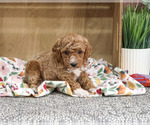 Small #4 Poodle (Miniature)
