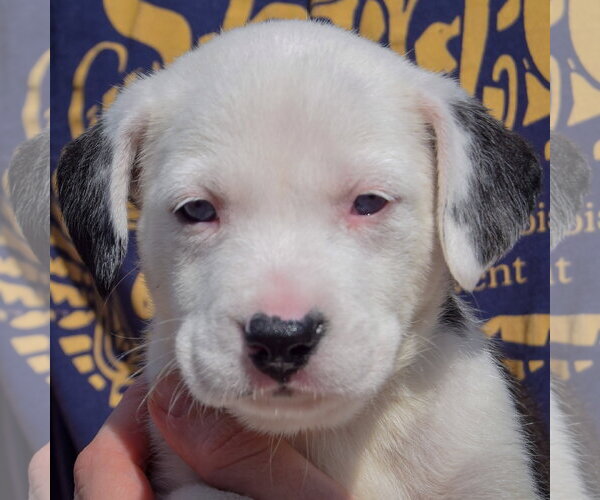 Medium Photo #1 American Bulldog-Unknown Mix Puppy For Sale in Huntley, IL, USA