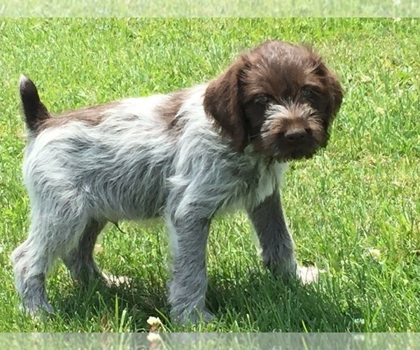 Medium Photo #18 German Wirehaired Pointer Puppy For Sale in PARSONS, KS, USA