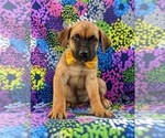 Small Photo #6 Boerboel Puppy For Sale in OXFORD, PA, USA