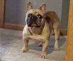 Small Photo #1 French Bulldog Puppy For Sale in WHEATFIELD, IN, USA