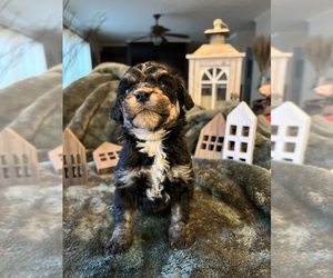 Goldendoodle Puppy for sale in FLAT ROCK, NC, USA