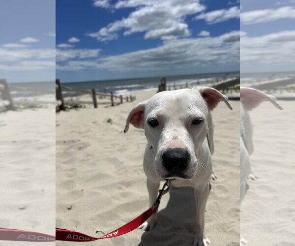 Medium Photo #5 American Staffordshire Terrier-Unknown Mix Puppy For Sale in Oakhurst, NJ, USA