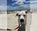 Small #4 American Staffordshire Terrier Mix