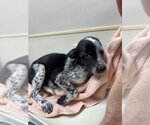 Small Photo #4 Mutt Puppy For Sale in Great Bend, KS, USA