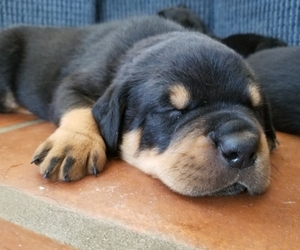 Rottweiler Puppy for Sale in YUCCA VALLEY, California USA