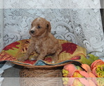 Small #2 Cavapoo-Poodle (Miniature) Mix