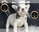 Small #2 French Bulldog