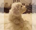 Small Photo #15 Bichon Frise Puppy For Sale in ORLANDO, FL, USA