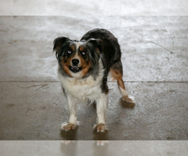 Medium Photo #1 Miniature Australian Shepherd Puppy For Sale in BALTIC, OH, USA