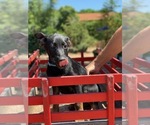 Small Photo #4 Belgian Malinois Puppy For Sale in OCEANSIDE, CA, USA