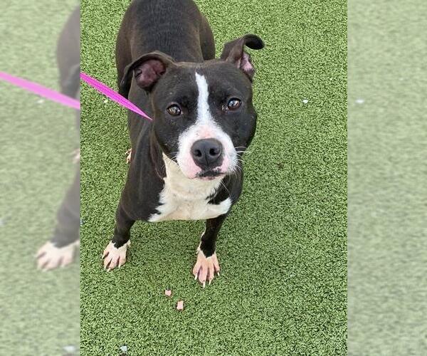 Medium Photo #1 Mutt Puppy For Sale in Fayetteville, NC, USA