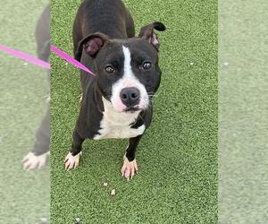 Mutt Dogs for adoption in Fayetteville, NC, USA