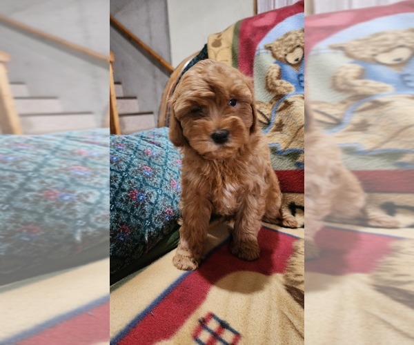 Medium Photo #14 Cavapoo Puppy For Sale in GREENWOOD, WI, USA