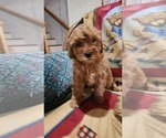 Small Photo #14 Cavapoo Puppy For Sale in GREENWOOD, WI, USA
