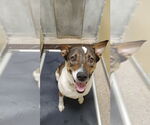 Small #3 Mutt
