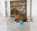 Dexter - Male Dachshund Puppy for Sale - Photo #6