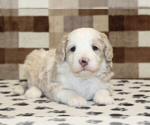 Bernedoodle (Miniature) Puppy for sale in DENVER, PA, USA