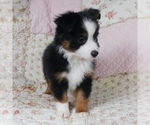 Small Photo #11 Miniature Australian Shepherd Puppy For Sale in HARRISON, OH, USA