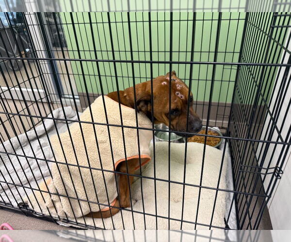 Medium Photo #2 Mutt Puppy For Sale in La Porte, IN, USA