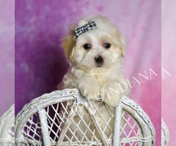 Medium Photo #19 Maltipoo (Miniature) Puppy For Sale in WARSAW, IN, USA