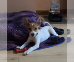 Small #2 Mutt