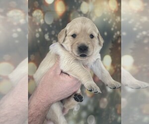 Golden Retriever Puppy for sale in WIMAUMA, FL, USA