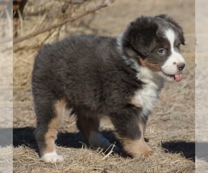 Miniature American Shepherd Puppy for sale in HOT SPRINGS, SD, USA