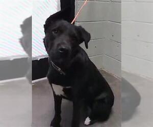 German Shepherd Dog-Unknown Mix Dogs for adoption in Tulsa, OK, USA