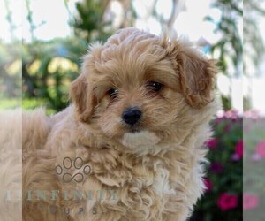 Cavachon-Poodle (Miniature) Mix Puppy for sale in LITITZ, PA, USA