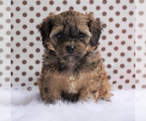 Cavalier King Charles Spaniel-Poodle (Toy) Mix Puppy for sale in FREDERICKSBG, OH, USA