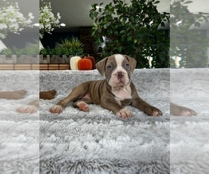 Olde English Bulldogge Puppy for sale in GREENFIELD, IN, USA