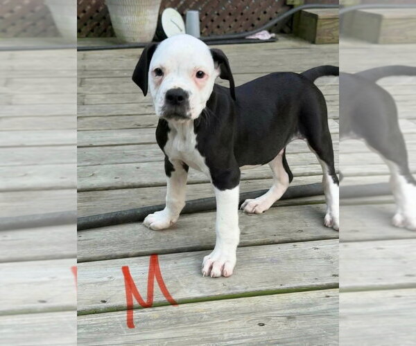Medium Photo #1 Bulldog Puppy For Sale in Osgood, IN, USA