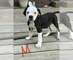 Blaze - Male Bulldog Dog for Adoption - Small photo