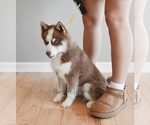 Small #3 Pomsky