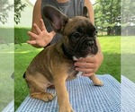 Puppy Gigi French Bulldog