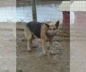 Father of the German Shepherd Dog puppies born on 12/16/2024
