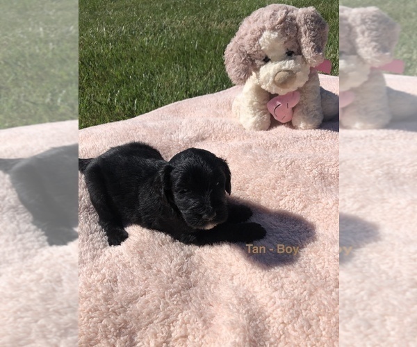 Medium Photo #1 Goldendoodle Puppy For Sale in PRICHARD, WV, USA