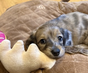 Dachshund Puppy for sale in LANEXA, VA, USA