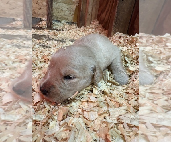 Medium Photo #7 Golden Retriever Puppy For Sale in KANSAS CITY, MO, USA