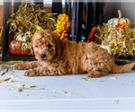 Small #3 Goldendoodle-Poodle (Miniature) Mix