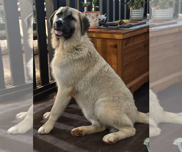 Medium Photo #2 Anatolian Pyrenees Puppy For Sale in Higley, AZ, USA