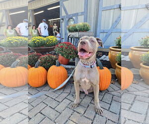 American Pit Bull Terrier-Unknown Mix Dogs for adoption in Germantown, OH, USA