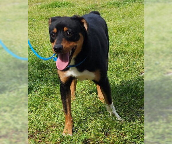 Medium Photo #3 Australian Shepherd-Unknown Mix Puppy For Sale in Wetumpka, AL, USA