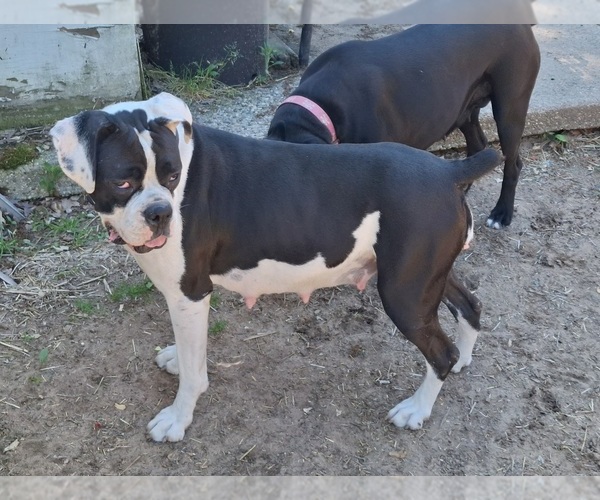 Medium Photo #1 Boxer Puppy For Sale in HOPKINS, MI, USA