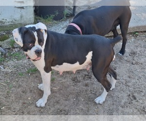 Mother of the Boxer puppies born on 09/13/2025