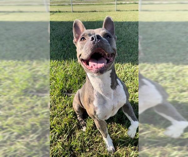 Medium Photo #2 American Pit Bull Terrier-Unknown Mix Puppy For Sale in Rosenberg, TX, USA